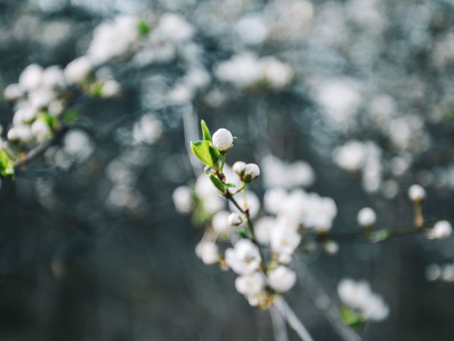 Comment se préparer aux allergies printanières efficacement